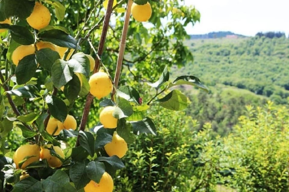 Typical Tuscan farmhouse in charming position between Panzano -Greve in Chianti Villa in Tuscany