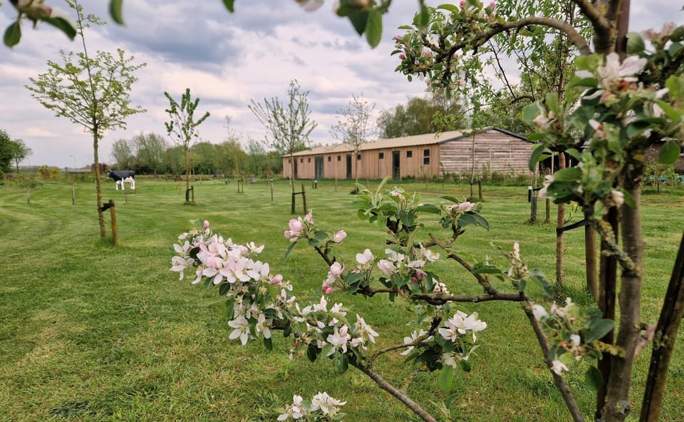 Natural landscape, Garden, Garden view