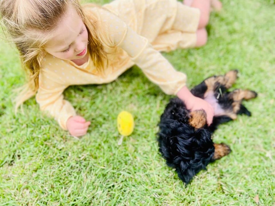 Pet-Friendly Home with Big Yard 300m to Dog Beach Walk to Restaurants House in Sunshine Coast