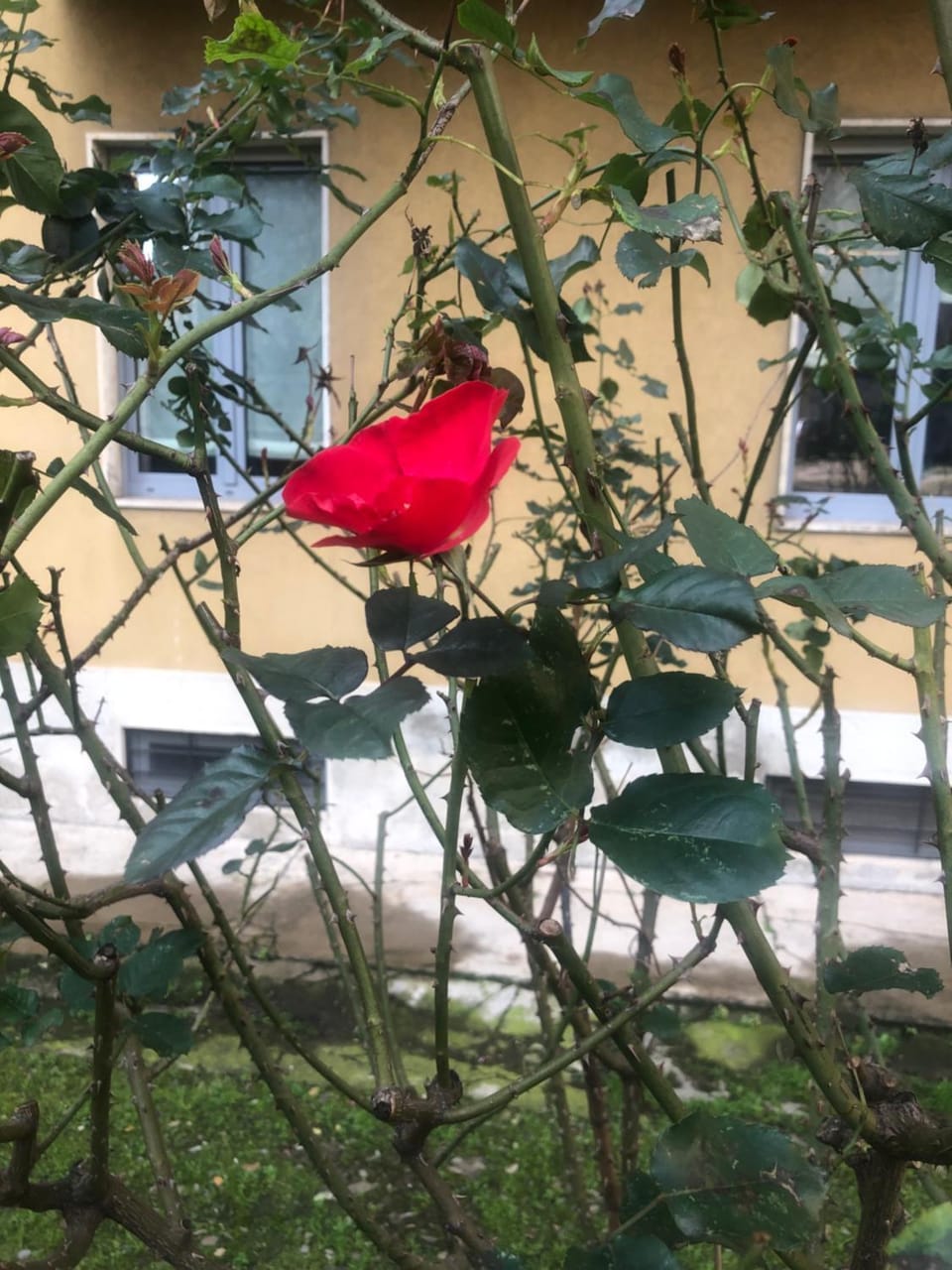 Garden view