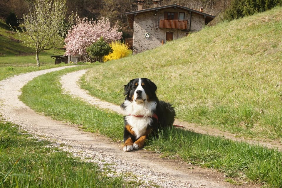 Property building, Spring, Natural landscape, Animals, Animals