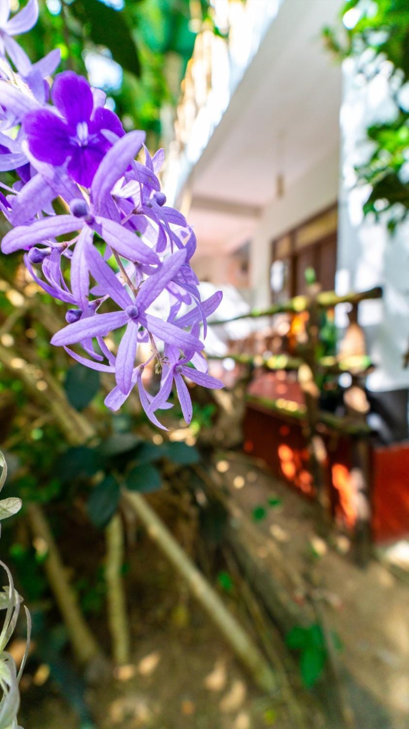 N S K Green Villa Bed and Breakfast in Dambulla