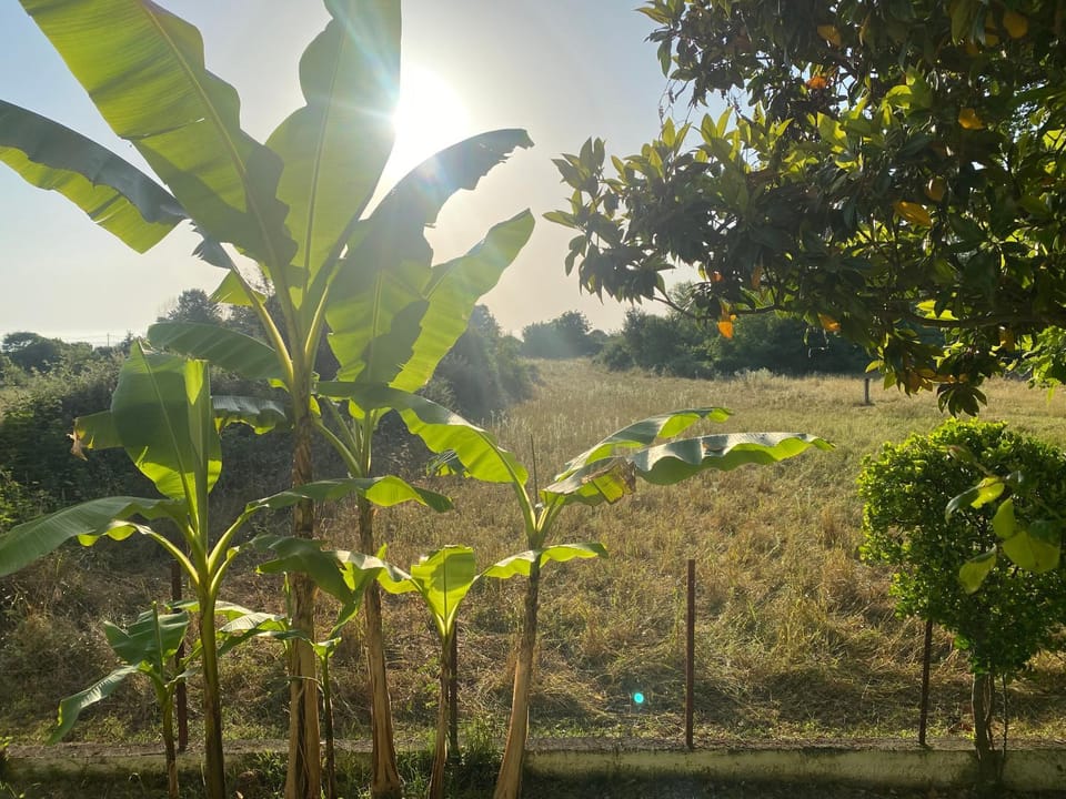 Natural landscape, Garden, Garden view