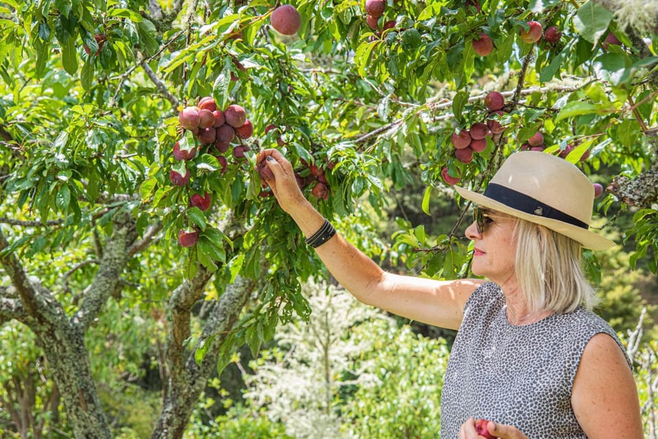 Cone Hill Farmstay - with bush and river walks - 80 sqm self contained Nature lodge in Raglan