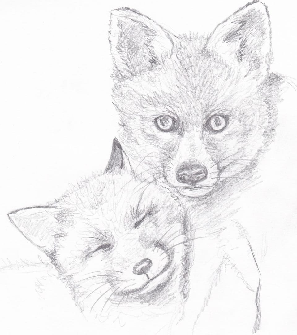 Animals
