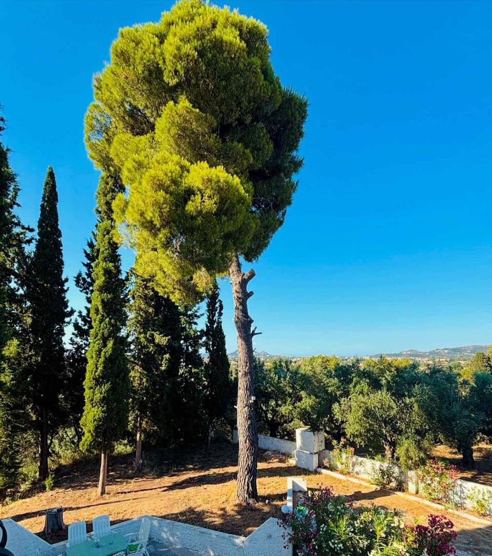 Nearby landmark, Spring, Day, Natural landscape, Garden, Garden view