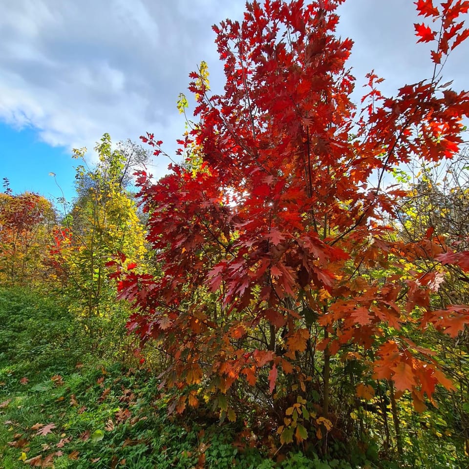 Natural landscape