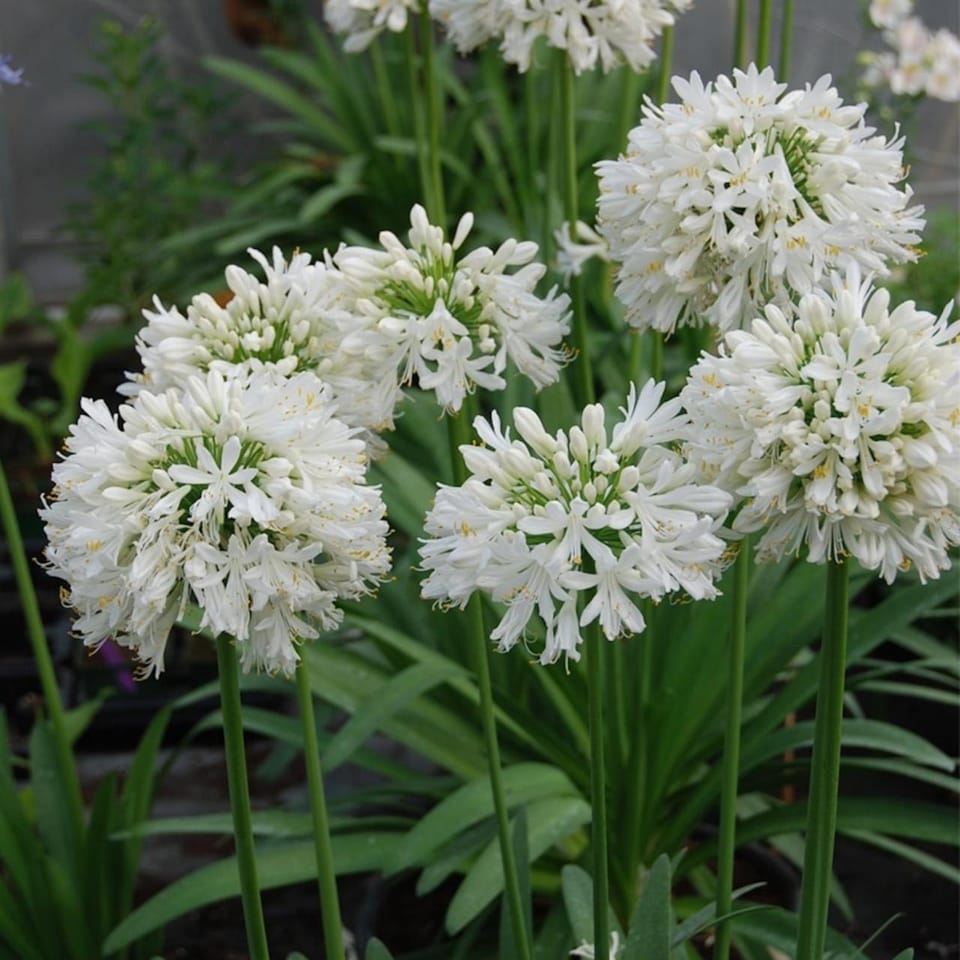 Spring, Garden, Garden