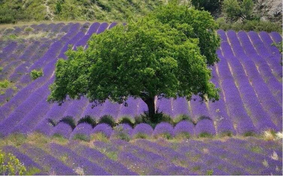 Natural landscape