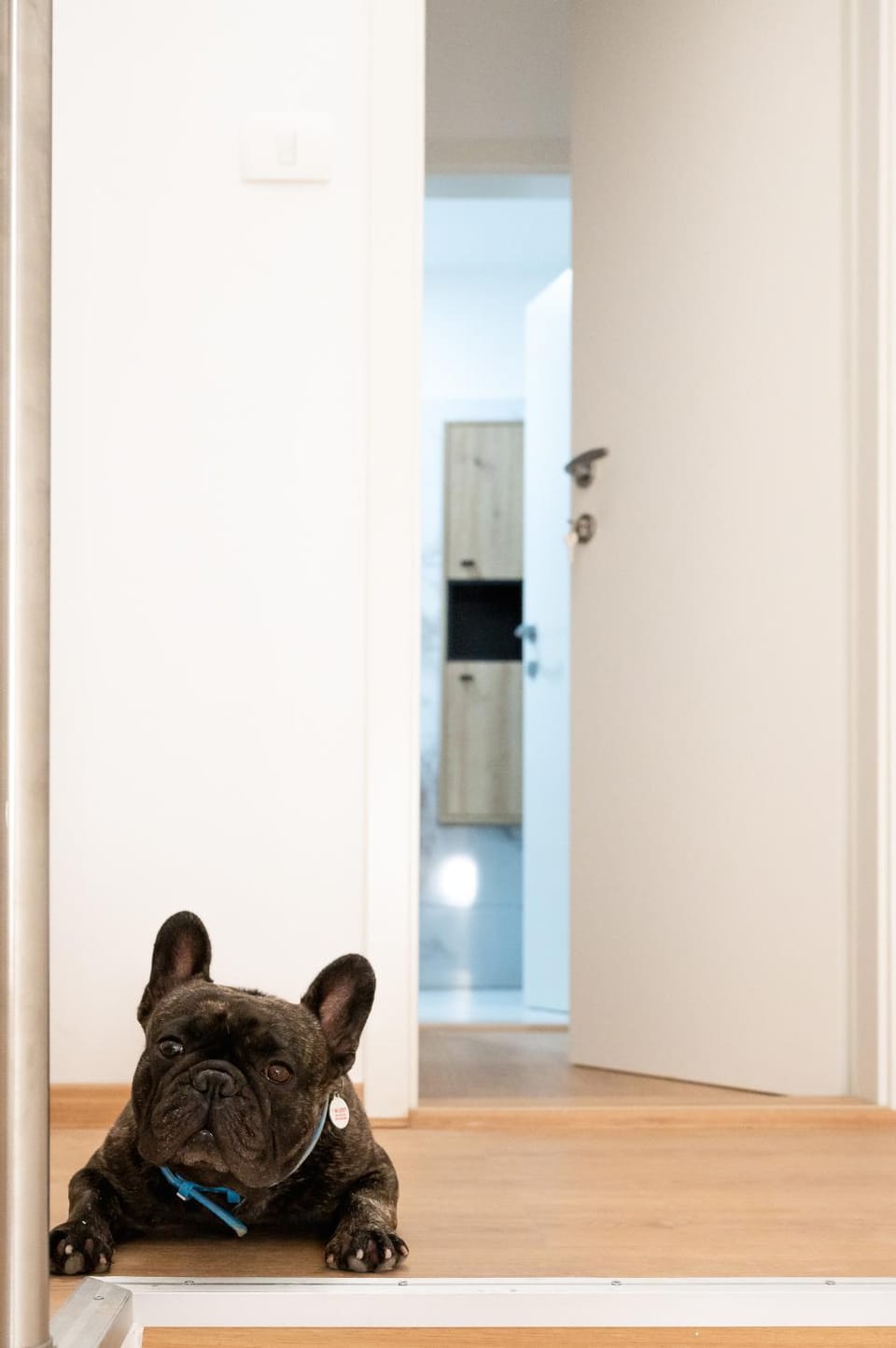 Pets, Pets, pet friendly, pet friendly