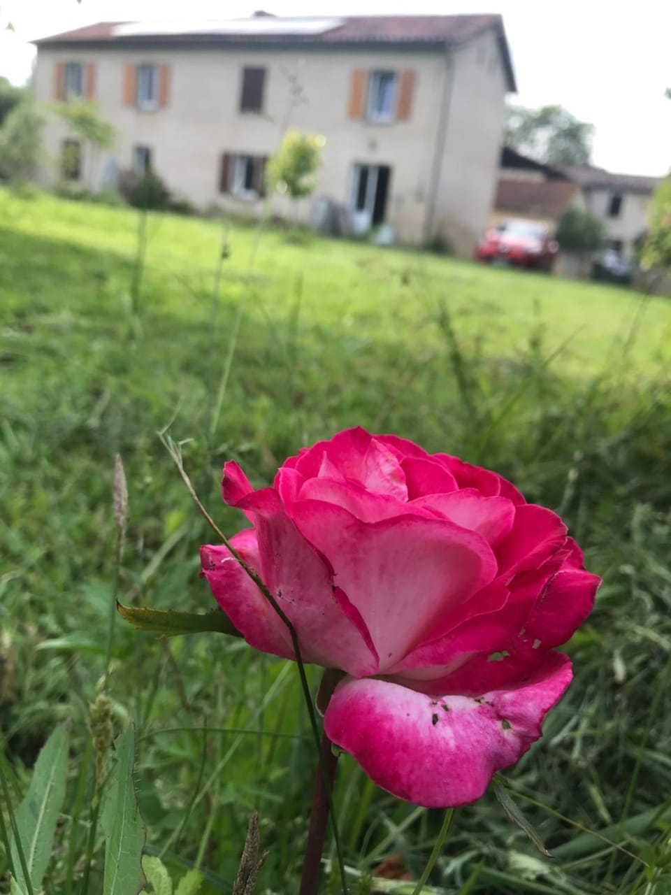 Property building, Spring, Garden, Garden
