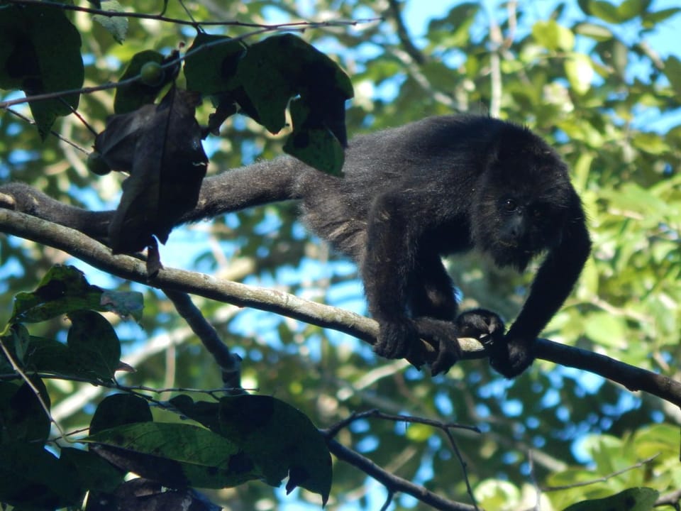 View (from property/room), Animals