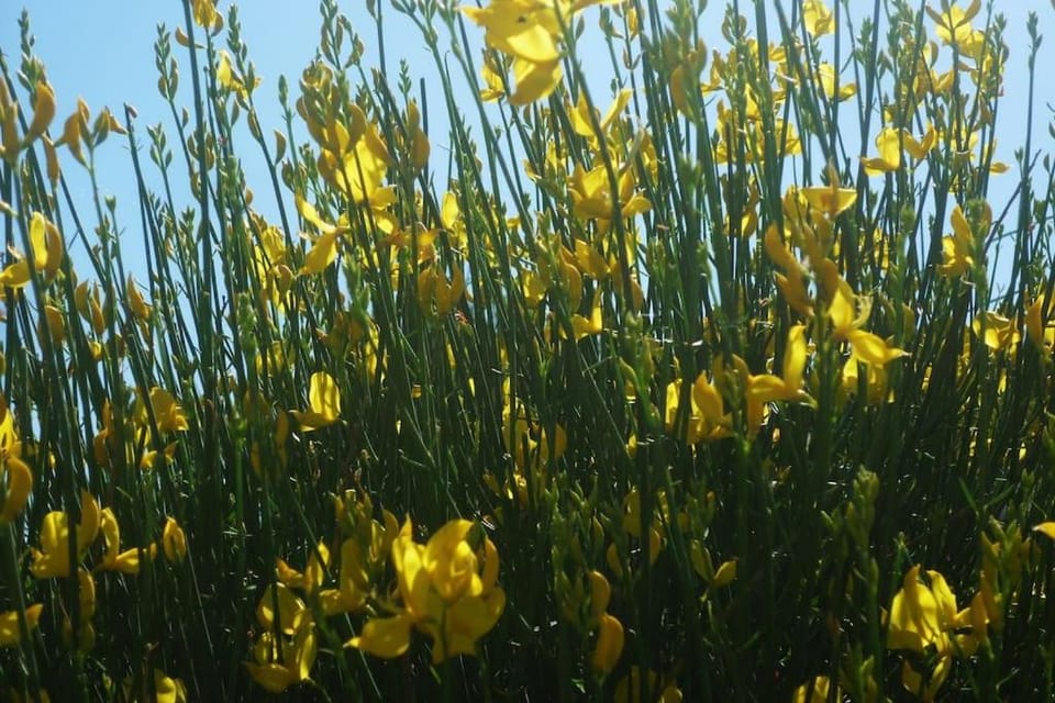 Spring, Garden