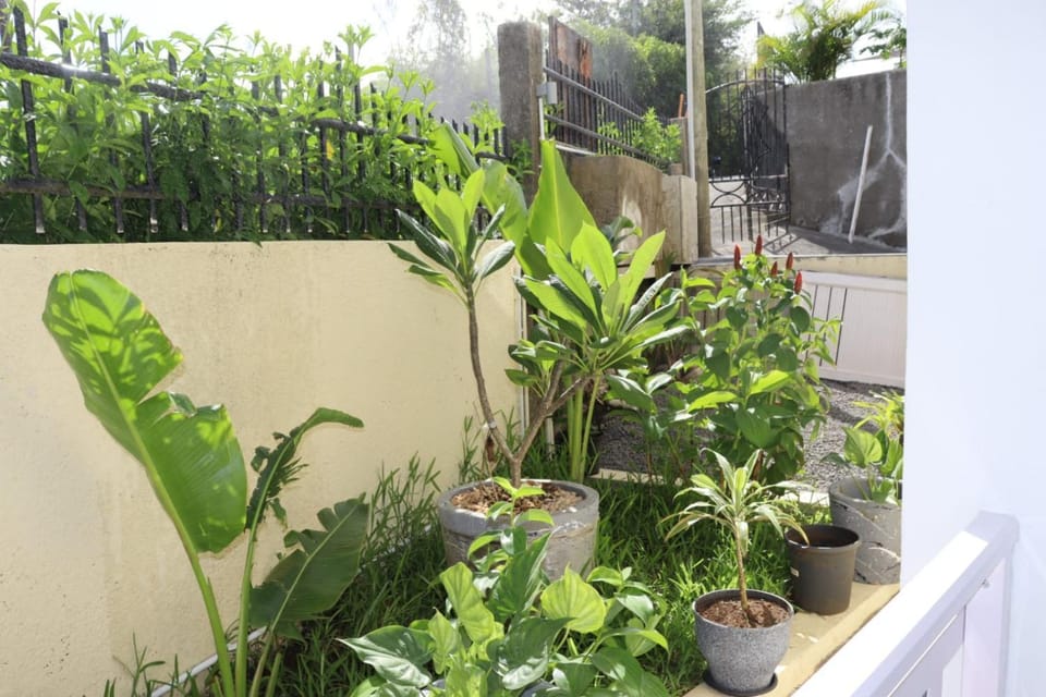 Garden, Garden, Garden view