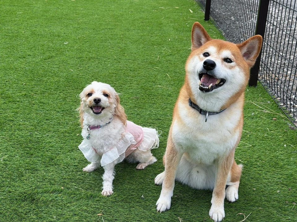 Property building, Animals, Pets