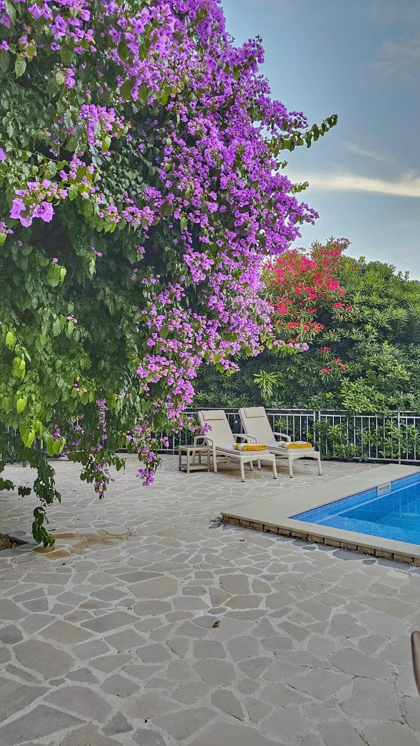 Garden, Garden view, Pool view, Swimming pool, sunbed