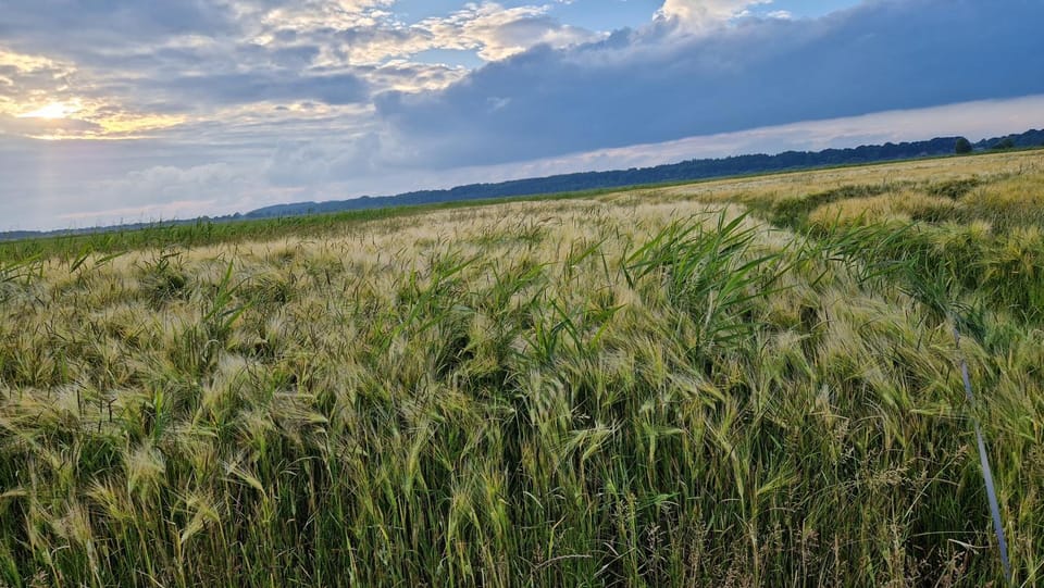 Natural landscape