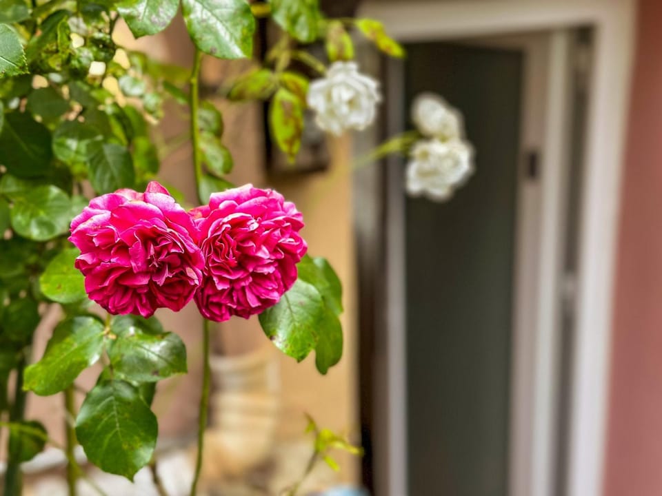 am Riedlewald Apartment in Friedrichshafen