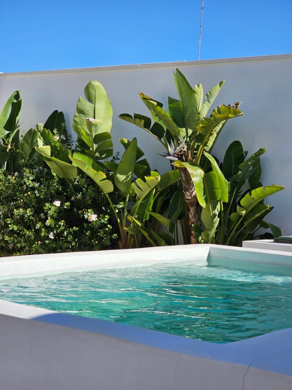 Garden, Swimming pool