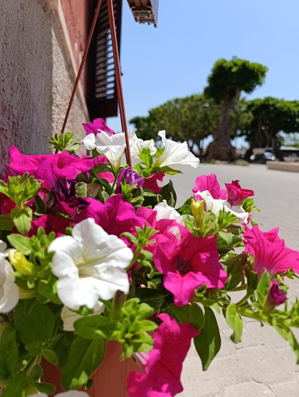 Alla Marina da Pina Apartment in Trapani