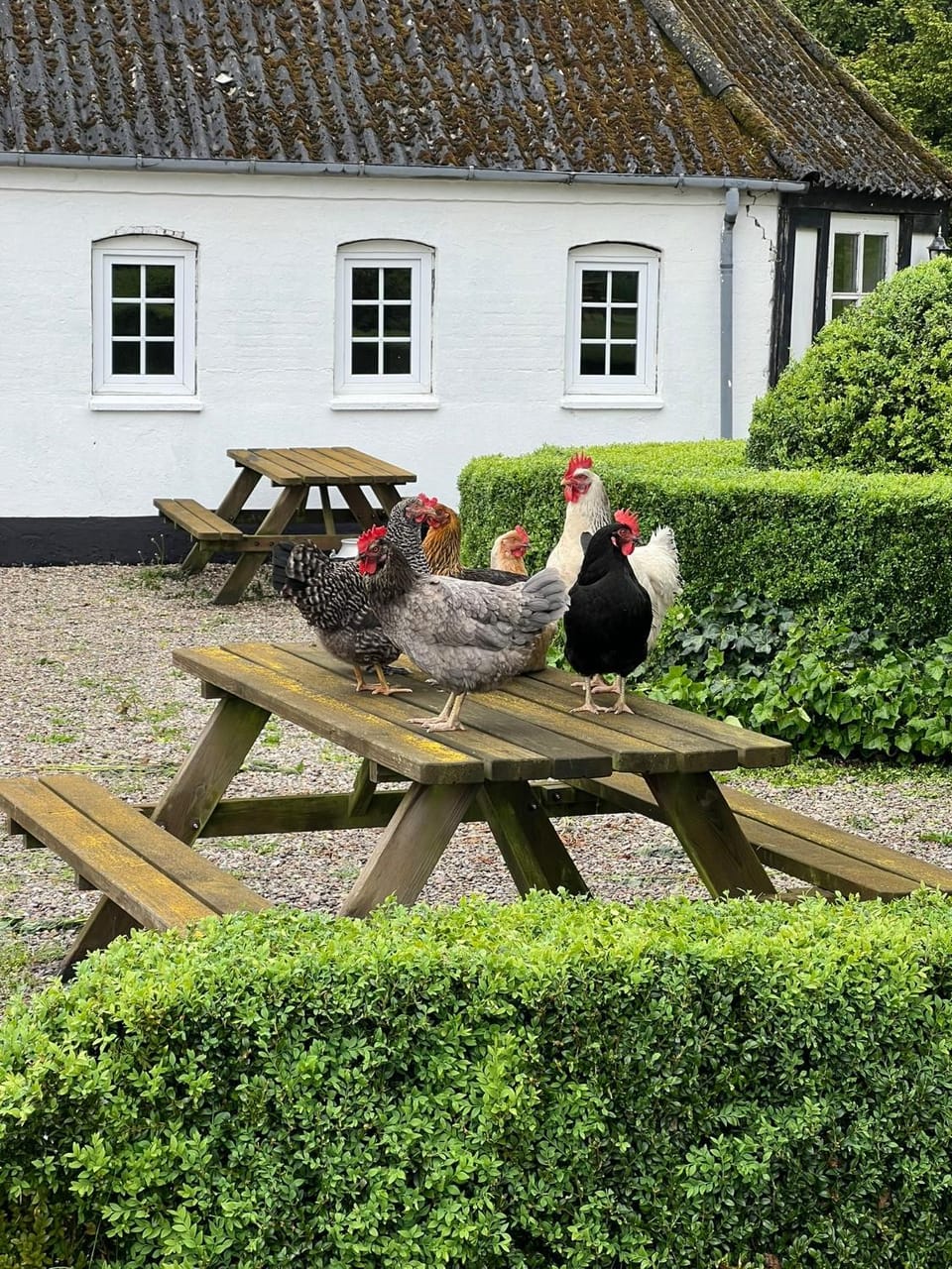 Øbjerggaard Country House in Region of Southern Denmark