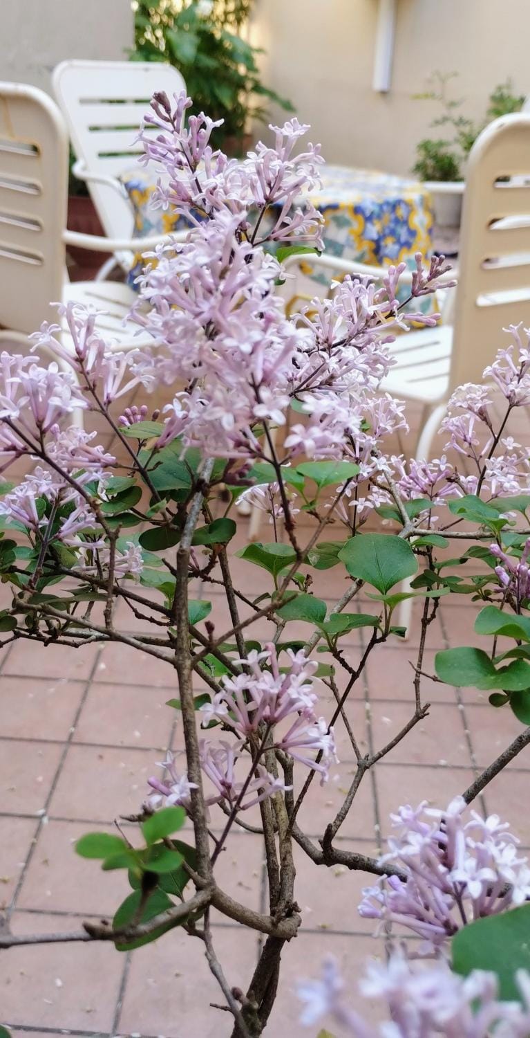 Patio, Spring, Garden, Garden view