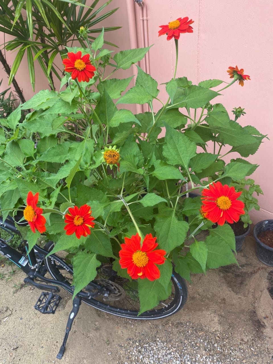 Day, Garden, Garden view