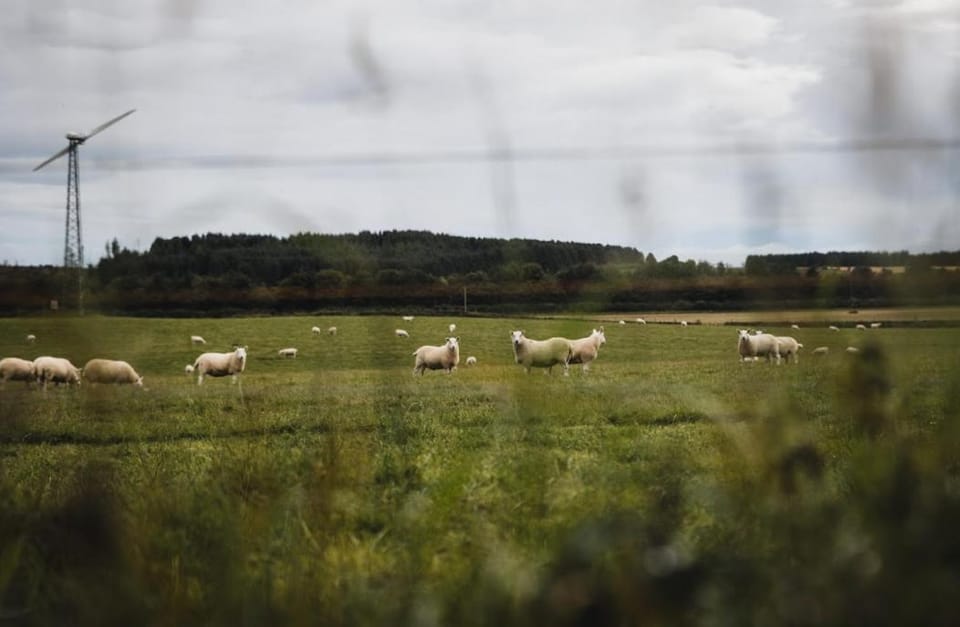 Natural landscape, Animals