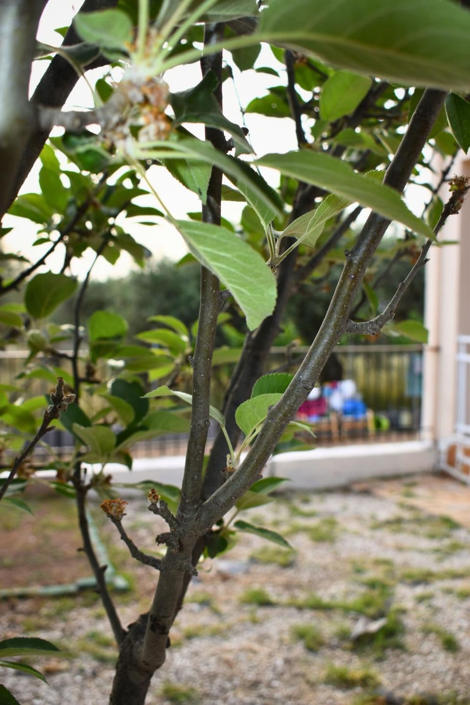 Villa Vrysaki Apartment in Limenaria