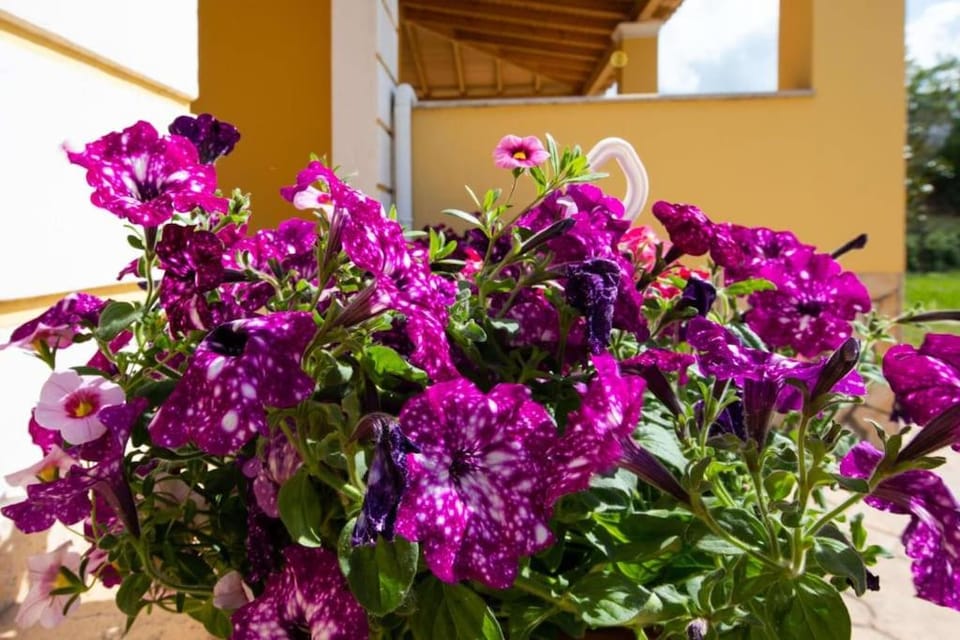 Corfu Villa Ariti House in Corfu, Greece