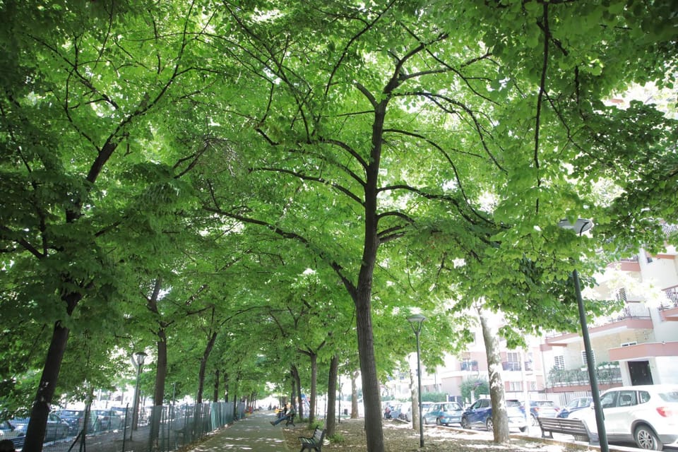 Spring, Day, Neighbourhood, Natural landscape, Garden view, Street view, Location