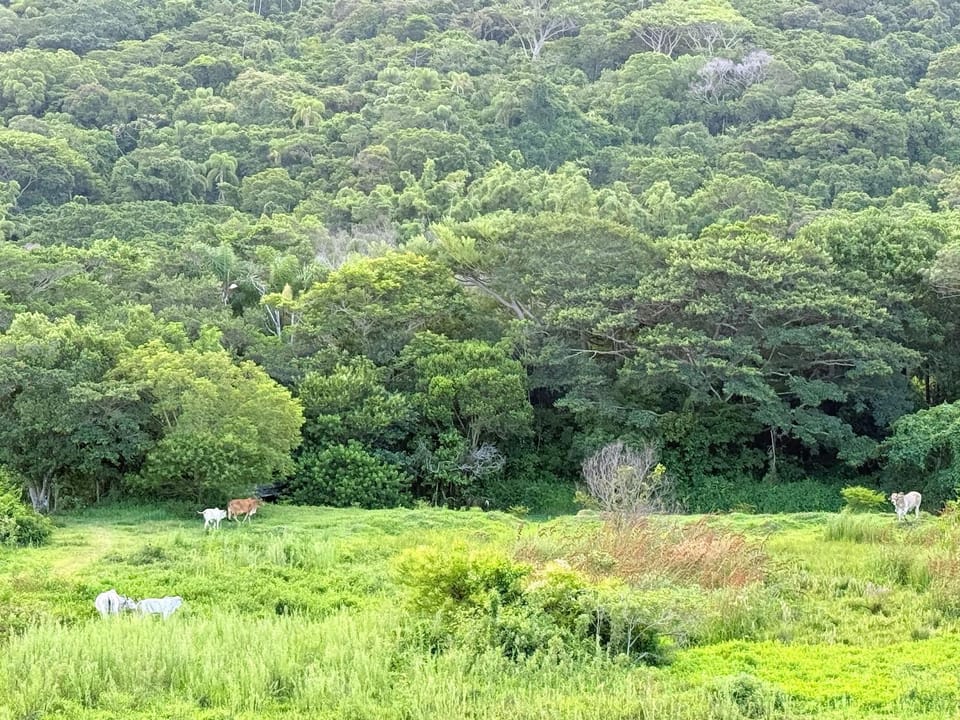 Entre o mar e a montanha, a apenas 600 metros da praia Apartment in Florianopolis