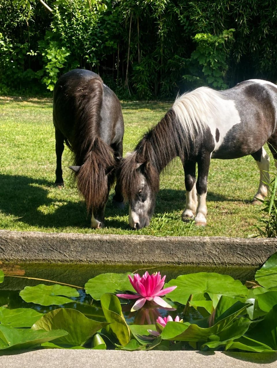Garden, Garden, Pets, Pets, Garden view, Garden view