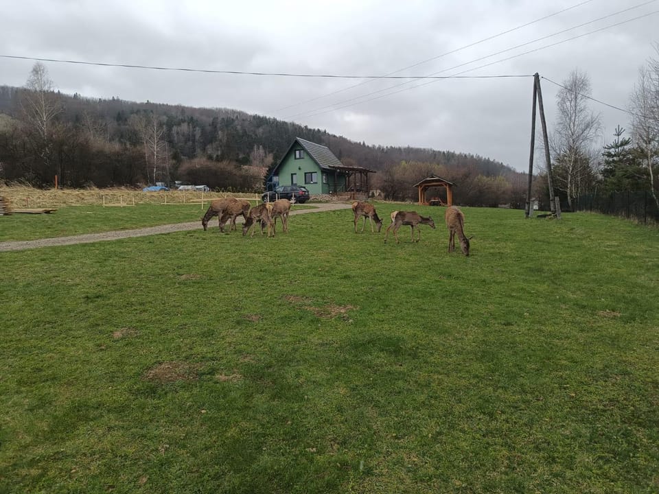 Garden, Animals