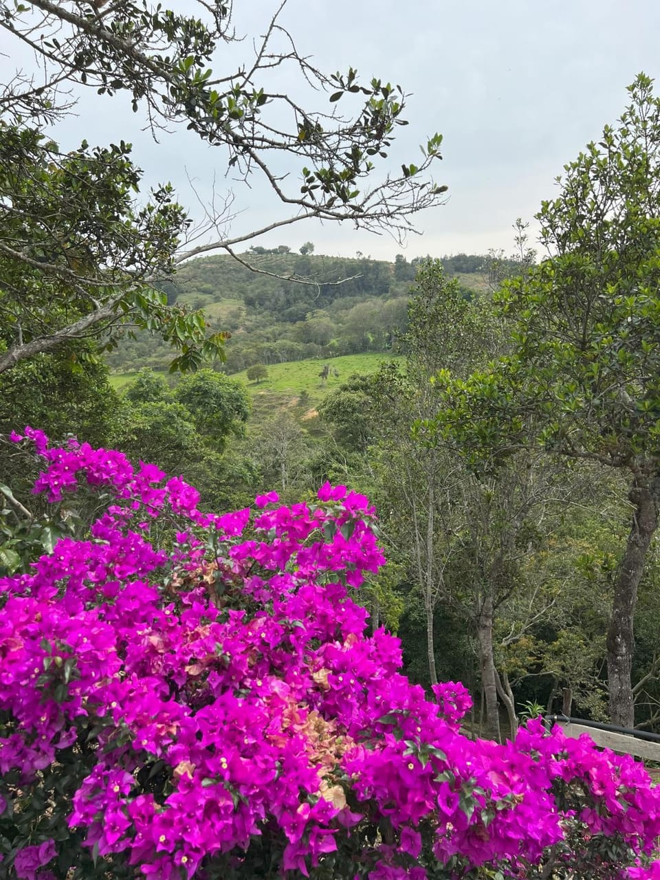 Natural landscape, Garden, Garden