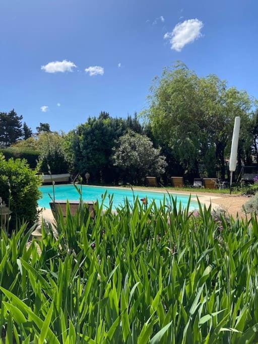 Natural landscape, Garden, Swimming pool, sunbed