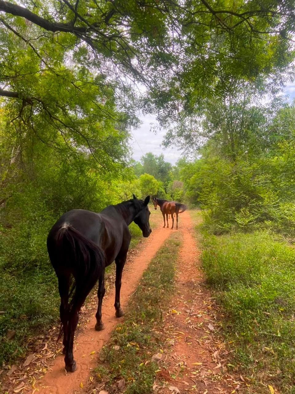 Animals
