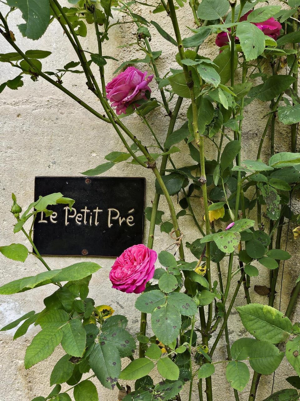 Logo/Certificate/Sign
