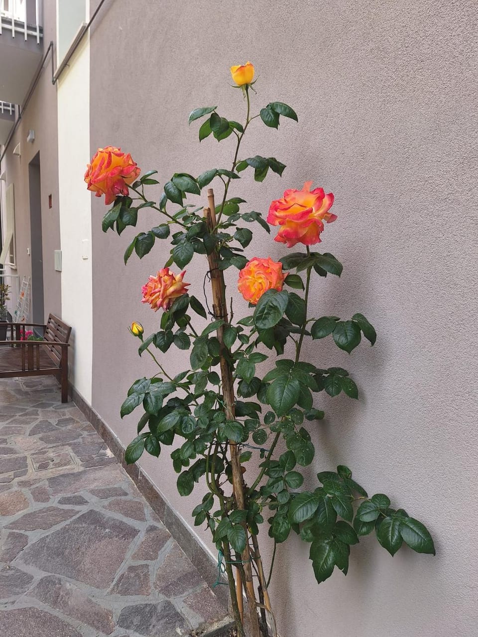 Property building, Garden