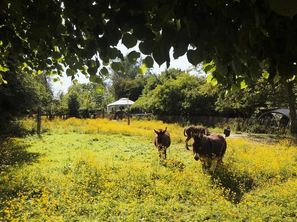 Natural landscape, Garden, Animals, Garden view
