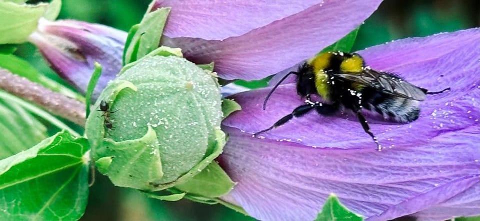 Pure Nature Haven By The Sea with Hot Tub House in Rovinj