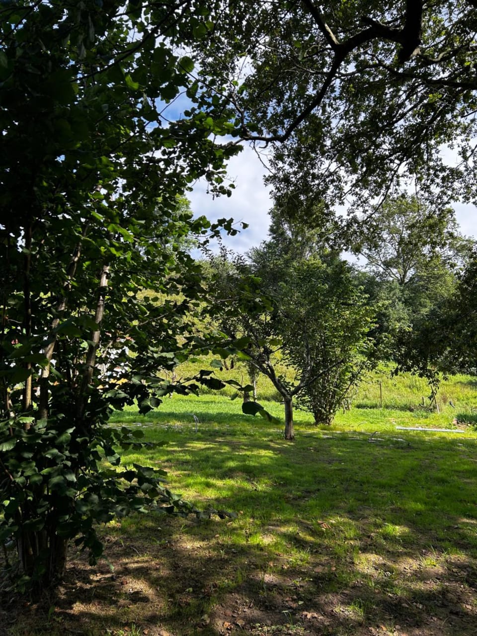 Spring, Day, Natural landscape, Garden