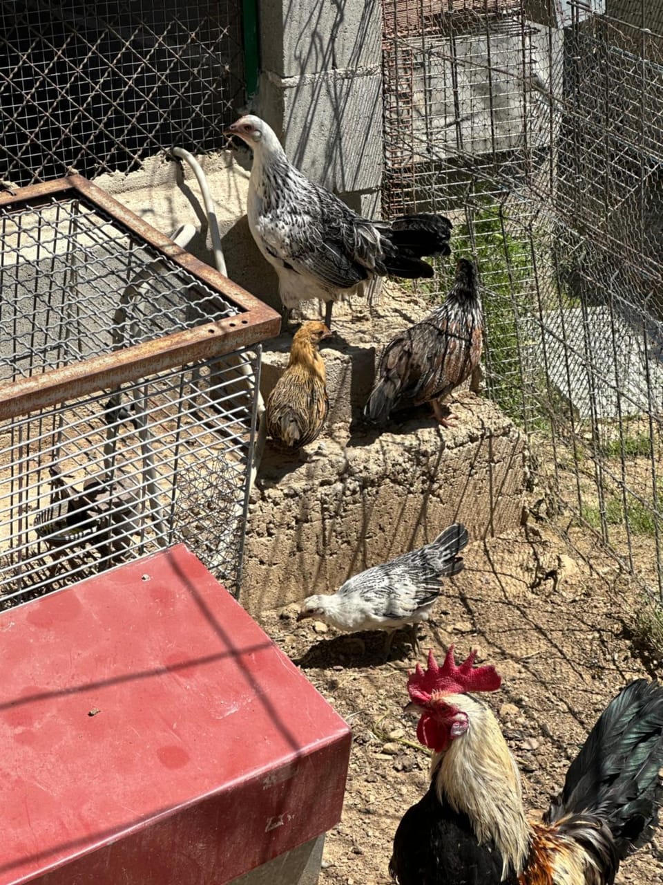 Animals