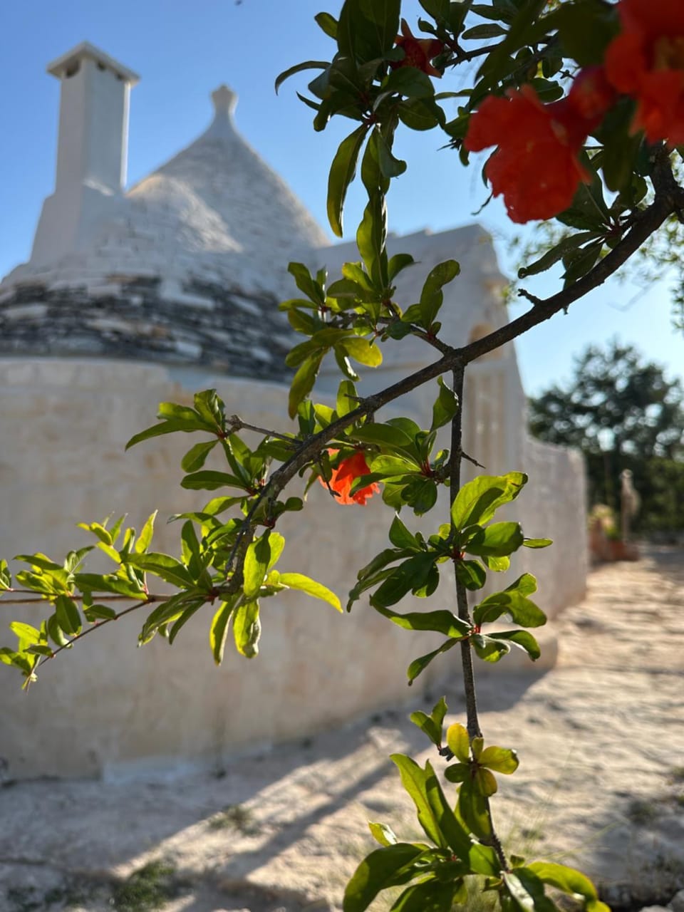 Trulli Oiseaux Migrateurs Bed and Breakfast in Province of Taranto