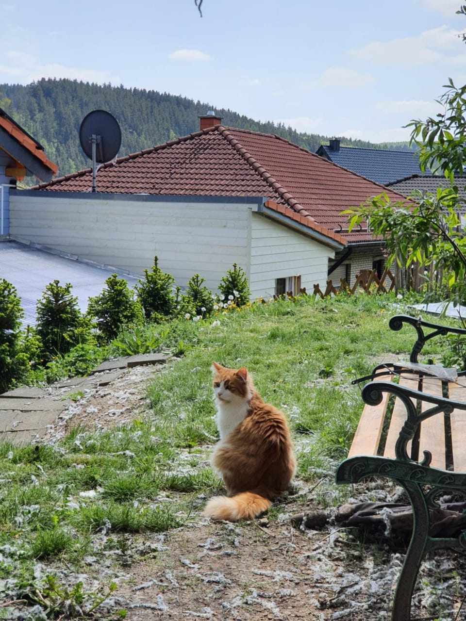 Holzhaus Chalet Nationalpark Eifel Hund willkommen Chalet in North Rhine-Westphalia