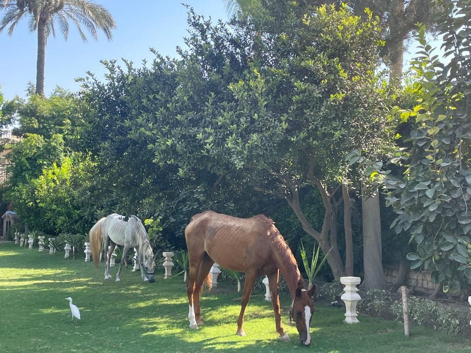 Horse-riding, Animals