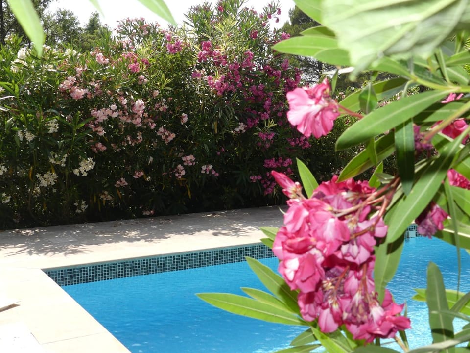 Les Olicias Villa in Flayosc