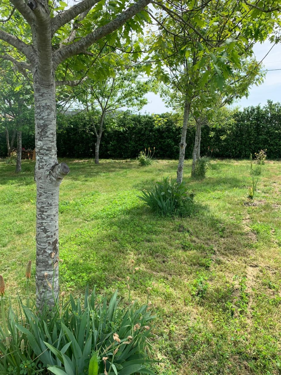 Day, Garden view