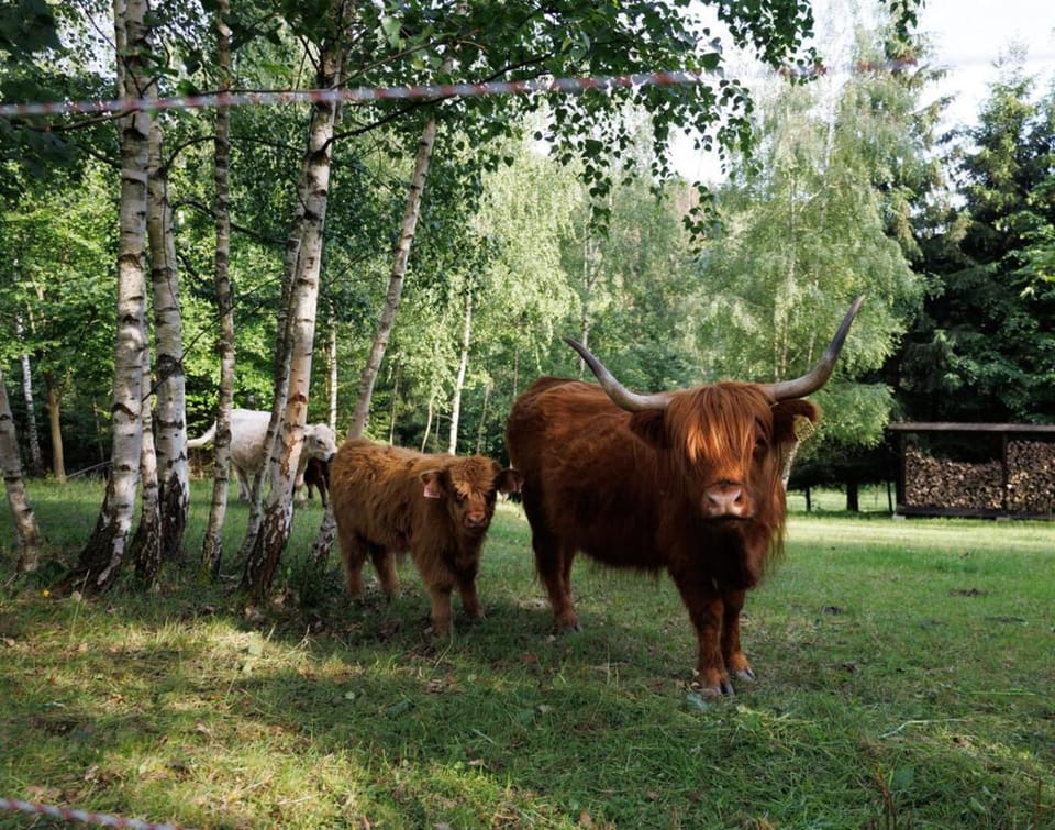 Animals