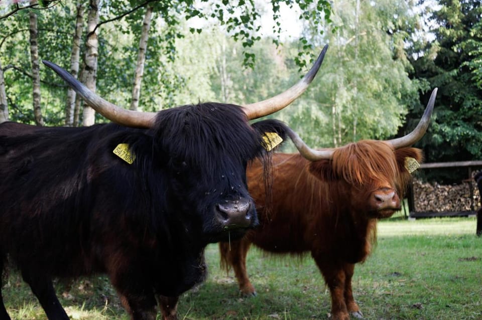 Animals